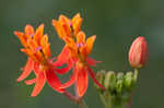 Fewflowered milkweed